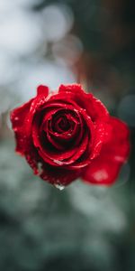 Flowers,Macro,Drops,Rose,Rose Flower,Blur,Smooth,Flower