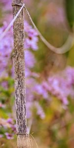 Flowers,Macro,Fence