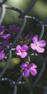 Macro,Grille,Fleurs,Clôture