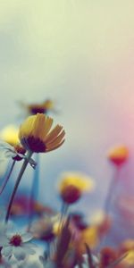 Flores,Macro,Campo