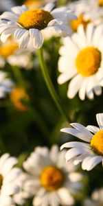 Flores,Camomila,Macro,Campo,Soleado