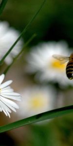 Herbe,Pollinisation,Fleurs,Domaine,Champ,Vol,Abeille,Macro