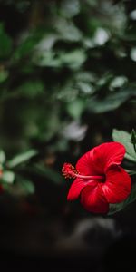 Flowers,Macro,Flower,Hibiscus