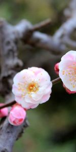 Flowers,Macro,Flowering,Bloom