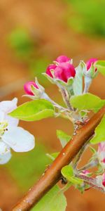 Pommier,Branche,Fleurs,Source,Macro,Floraison,Printemps