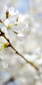 Macro,Branche,Fleurs,Source,Floraison,Printemps