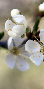 Flowers,Macro,Flowering,Branch,Bloom,Spring