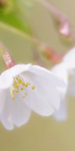 Flores,Macro,Floración,Florecer,Rama,Cereza