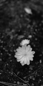 Flores,Flor,Macro,Florecer,Floración,Bw,Chb