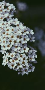 Flowers,Macro,Flowering,Cherry,Bloom