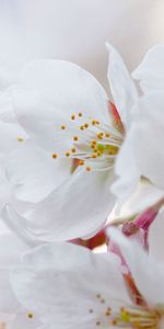 Flowers,Macro,Flowering,Cherry,Petals,Bloom