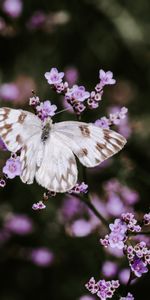 Flores,Macro,Florecer,Floración,Insecto,Mariposa