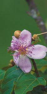 Planter,Macro,Fleur,Plante,Fleurs,Mauve,Floraison