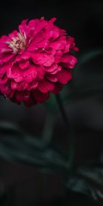 Flowers,Macro,Focus,Flower,Zinnia