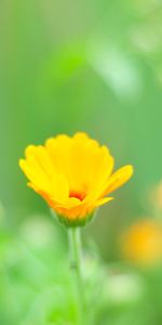 Flowers,Macro,Glade,Grass,Polyana