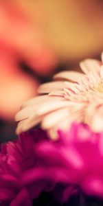 Flowers,Macro,Glare,Bouquet,Multicolored,Motley