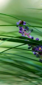 Flores,Hierba,Macro,Planta