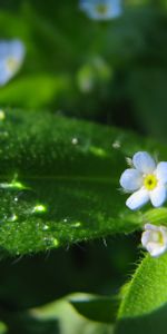 Flores,Hierba,Fondo,Verduras,Macro