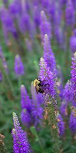 Flowers,Macro,Insect,Bee,Animals