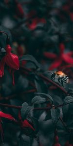 Flowers,Macro,Insect,Bee,Blur,Smooth,Close Up