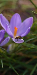 Flowers,Macro,Insect,Bee,Crocuses,Spring