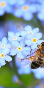 Flowers,Macro,Insect,Bee,Pollination