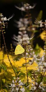 Macro,Fleurs,Insecte,Papillon