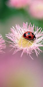 Flowers,Macro,Insect,Ladybird,Ladybug,Glare,Bright