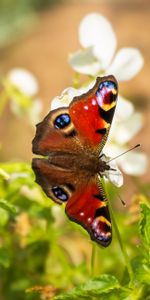 Flowers,Macro,Insect,Peacock Butterfly,Butterfly Peacock,Butterfly