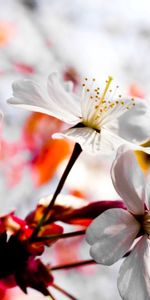 Flowers,Macro,Light,Flowering,Light Coloured,Bloom,Spring