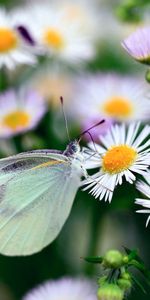 Flowers,Macro,Light,Insect,Light Coloured,Camomile,Butterfly