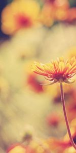 Flowers,Macro,Light,Light Coloured,Grass,Plant,Background