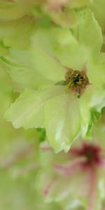 Flowers,Macro,Light,Petals,Light Coloured