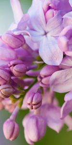 Flowers,Macro,Lilac