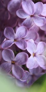 Lilas,Macro,Fleurs