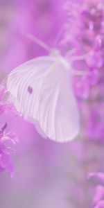 Flowers,Macro,Lilac,Butterfly