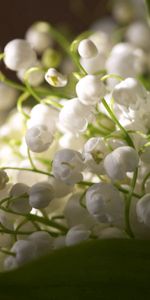 Flowers,Macro,Lily Of The Valley