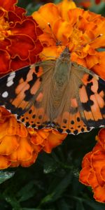 Flores,Brillante,Macro,Maravilla,Caléndulas,Mariposa