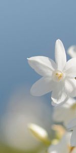 Macro,Fleurs,Narcisse,Contexte