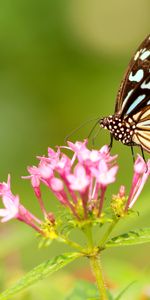 Flowers,Macro,Patterns,Wings,Butterfly