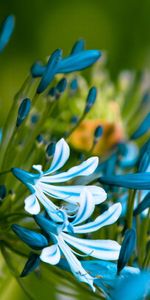 Fleurs,Pétales,Macro