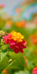 Flowers,Macro,Petals