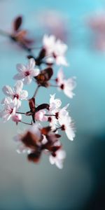 Flowers,Macro,Petals,Bloom,Flowering,Spring