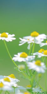 Flowers,Macro,Petals,Blur,Smooth,Camomile