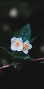 Flowers,Macro,Petals,Branch,Close Up