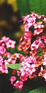 Flowers,Macro,Petals,Branch,Greens,Leaves