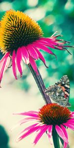 Flowers,Macro,Petals,Butterfly