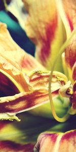 Flowers,Macro,Petals,Color,Dry,Lines