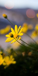 Fleurs,Macro,Pétales,Fleur