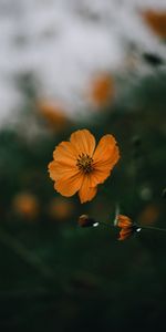 Flowers,Macro,Petals,Focus